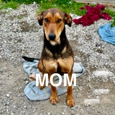 Paulie — thumbnail 3