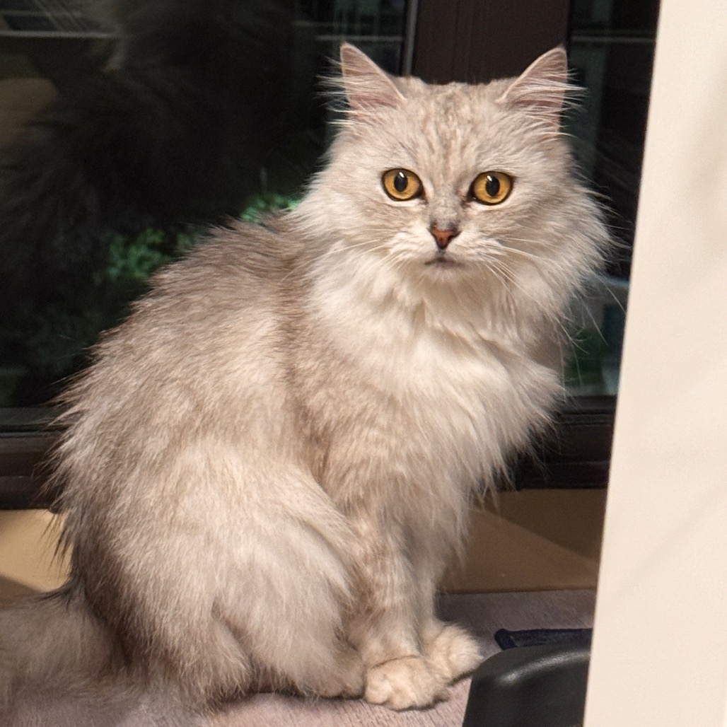 JEWEL - Himalayan / Exotic Longhair for adoption in Silver Spring