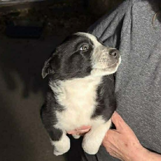 Rummy — thumbnail 2