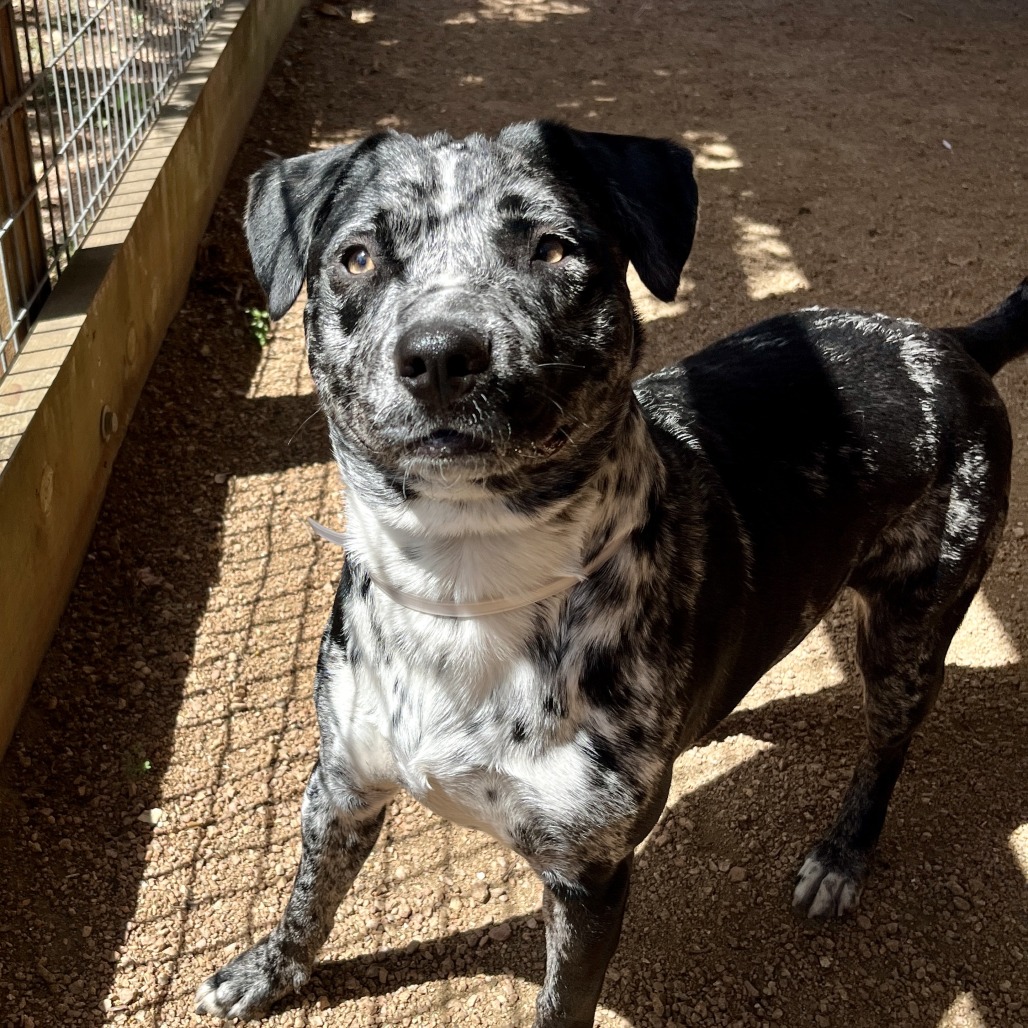 BENJI - Catahoula Leopard Dog / Mix available for adoption
