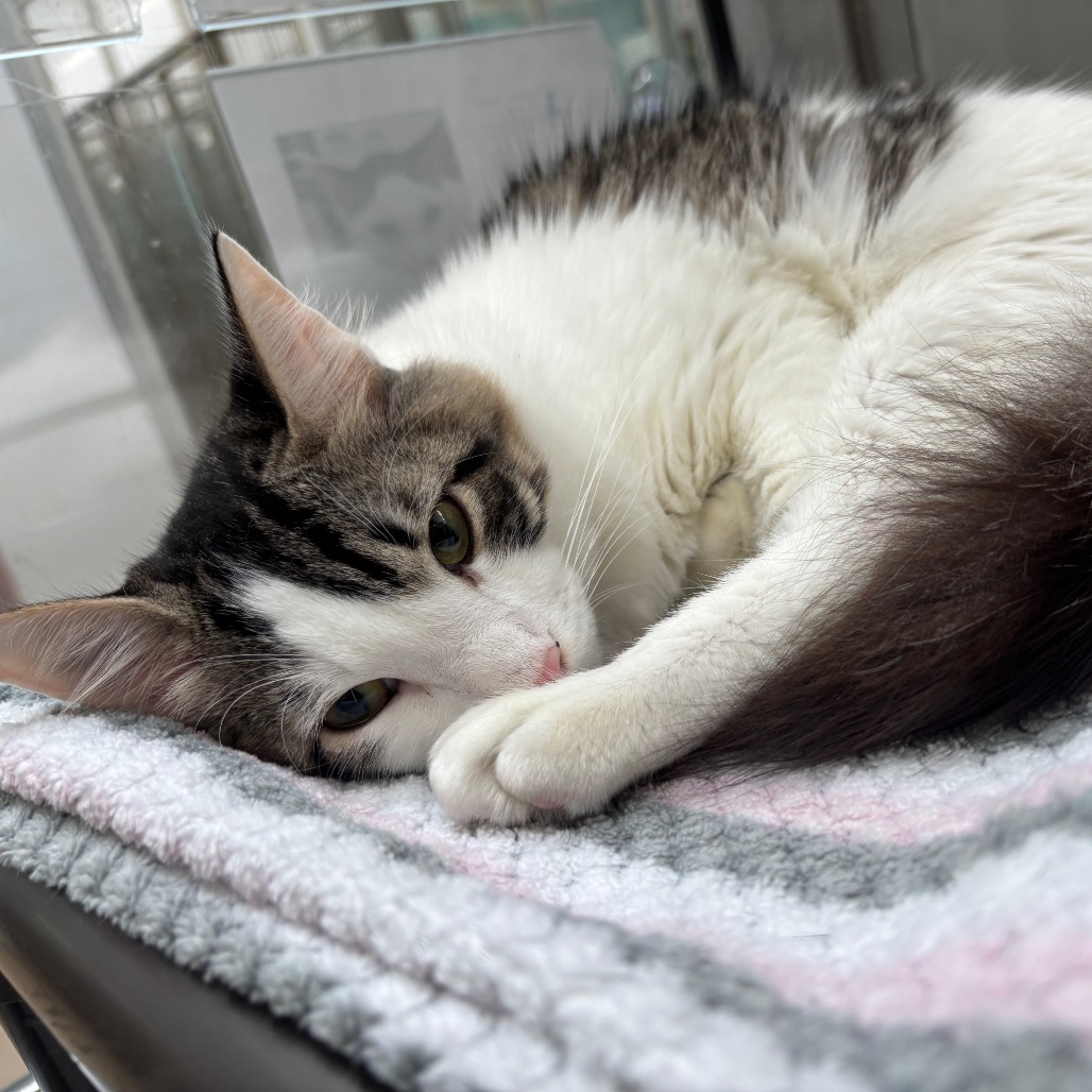 Photo of Elio, a cat adopted from Gulf Coast Humane Society