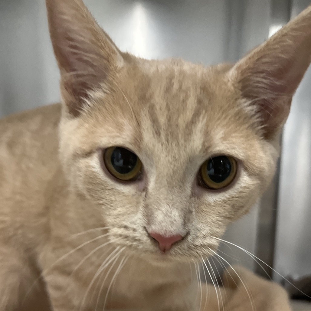 BLAZE - Domestic Shorthair available for adoption