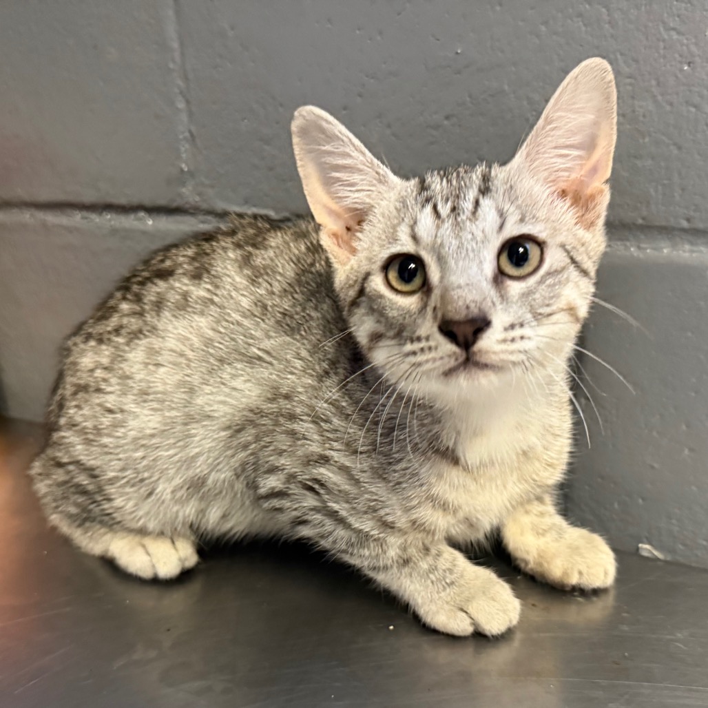 Tusc Stray 84523 2 3 4