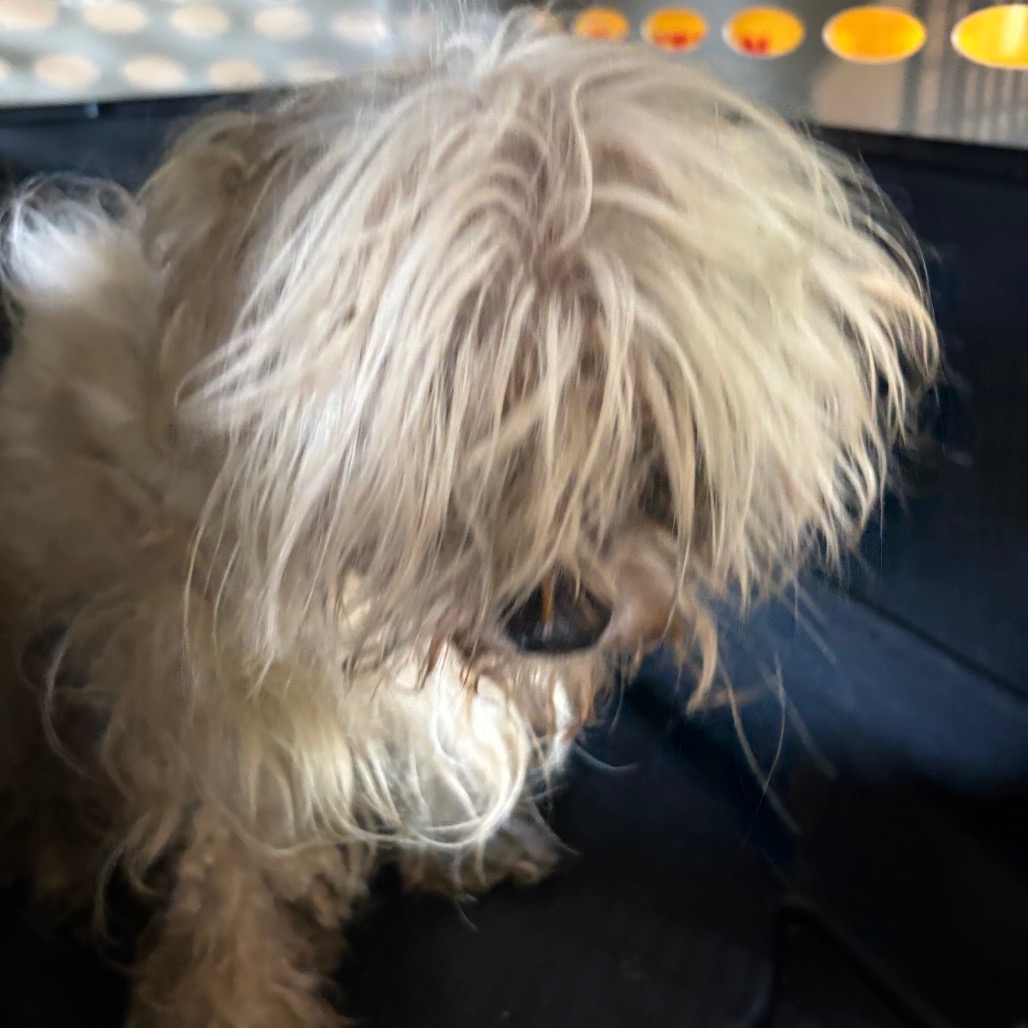 Shih Tzu