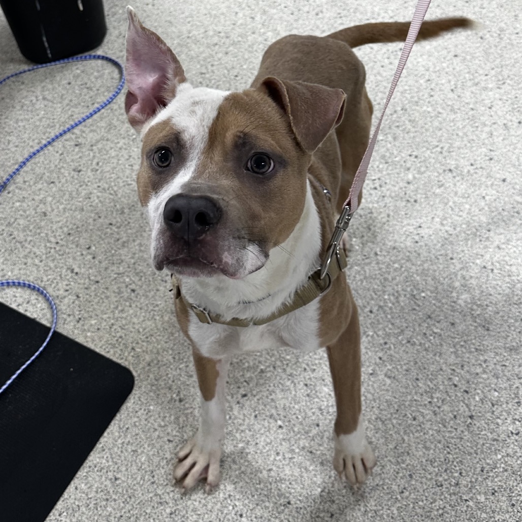 CYRUS - Mixed Breed (Medium) available for adoption
