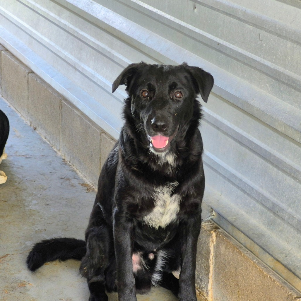 Dave, available for adoption at PVAS