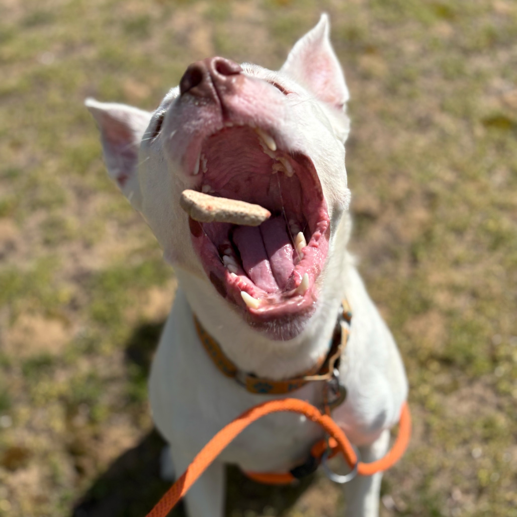 When Available Petey is available for adoption at Kent County Animal Shelter