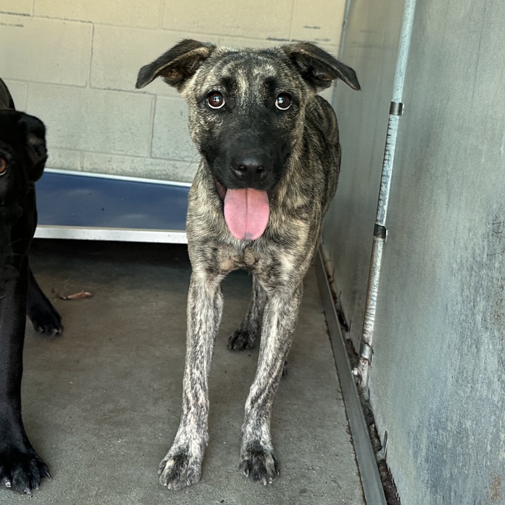 Ashley, available for adoption at PVAS