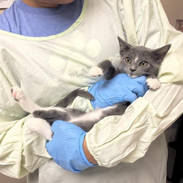 CHEVRON - Domestic Shorthair available for adoption