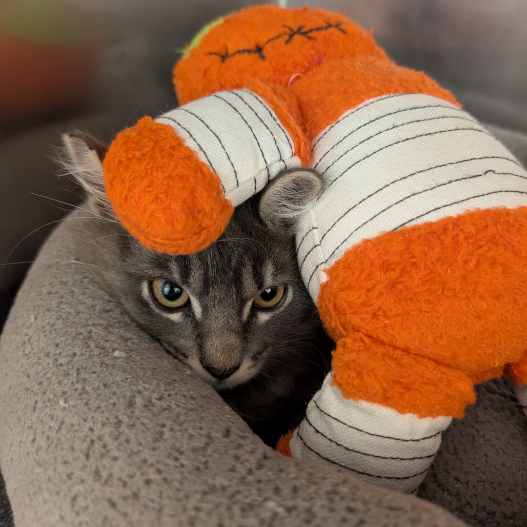 SMOKEY - Domestic Shorthair available for adoption