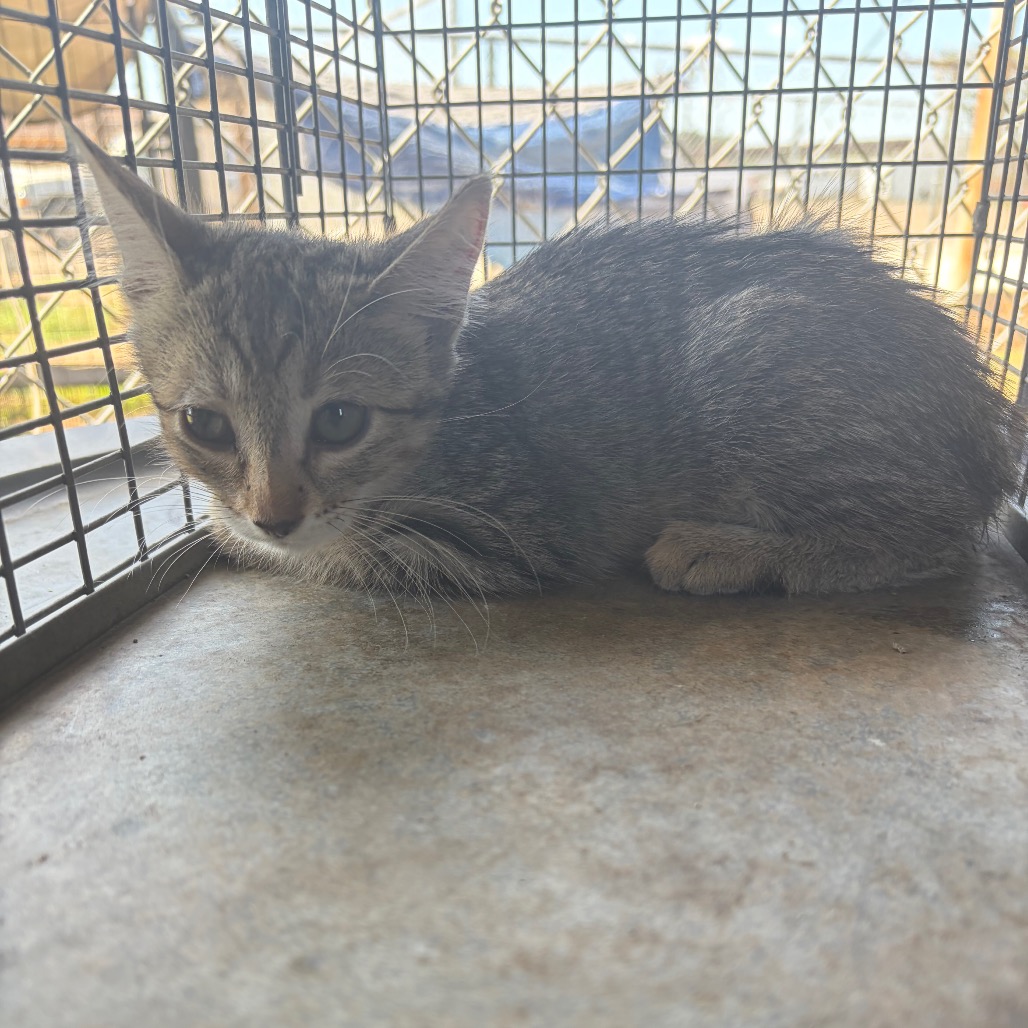MILLIE - Domestic Shorthair available for adoption