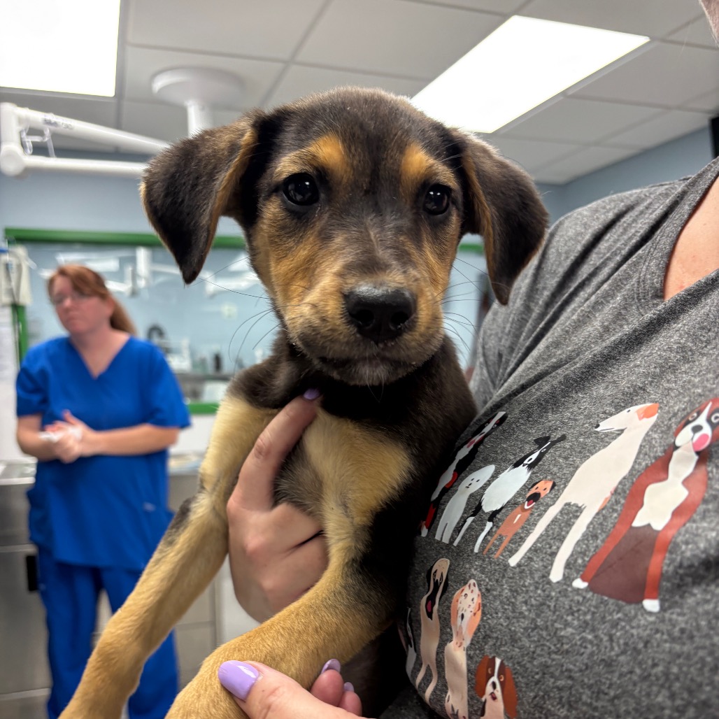 AZRA - Shepherd / Retriever, Labrador available for adoption
