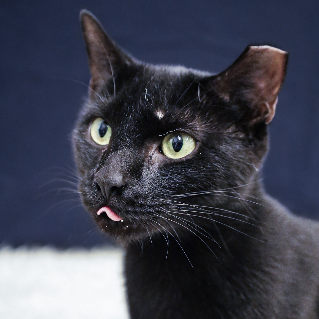 MARYAM - Domestic Medium Hair available for adoption