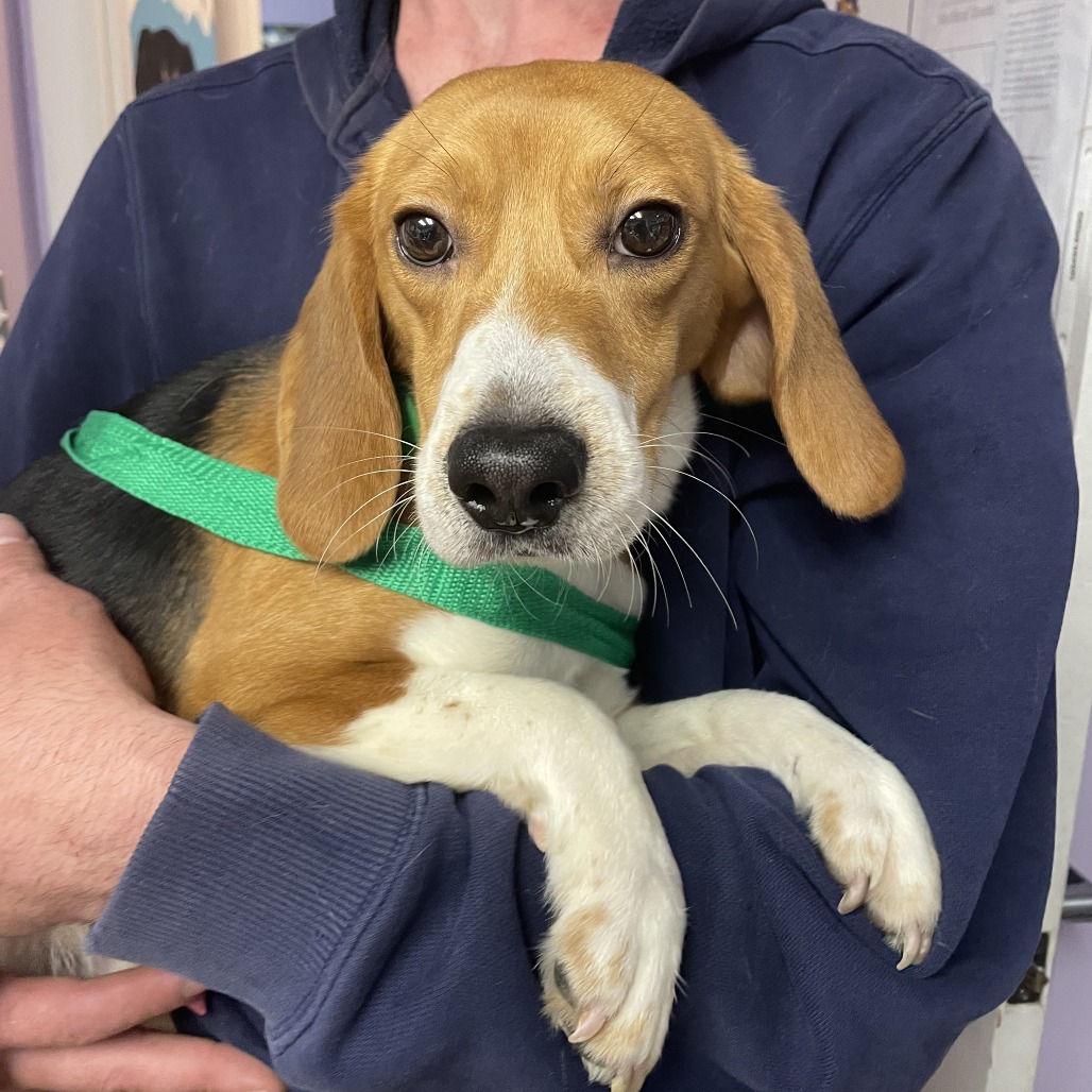 Beagle