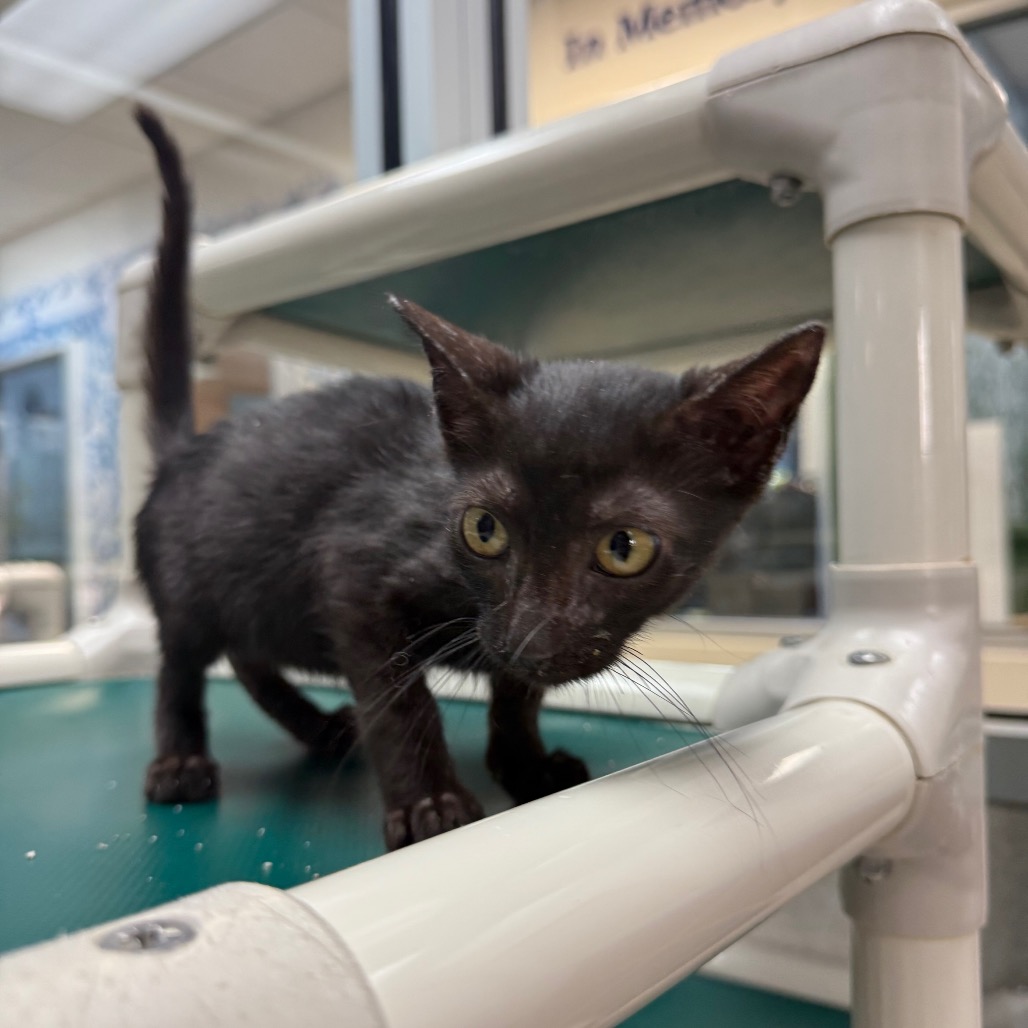 PLEAKLEY (661114) - Domestic Shorthair available for adoption