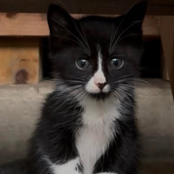 Tuxie C12630