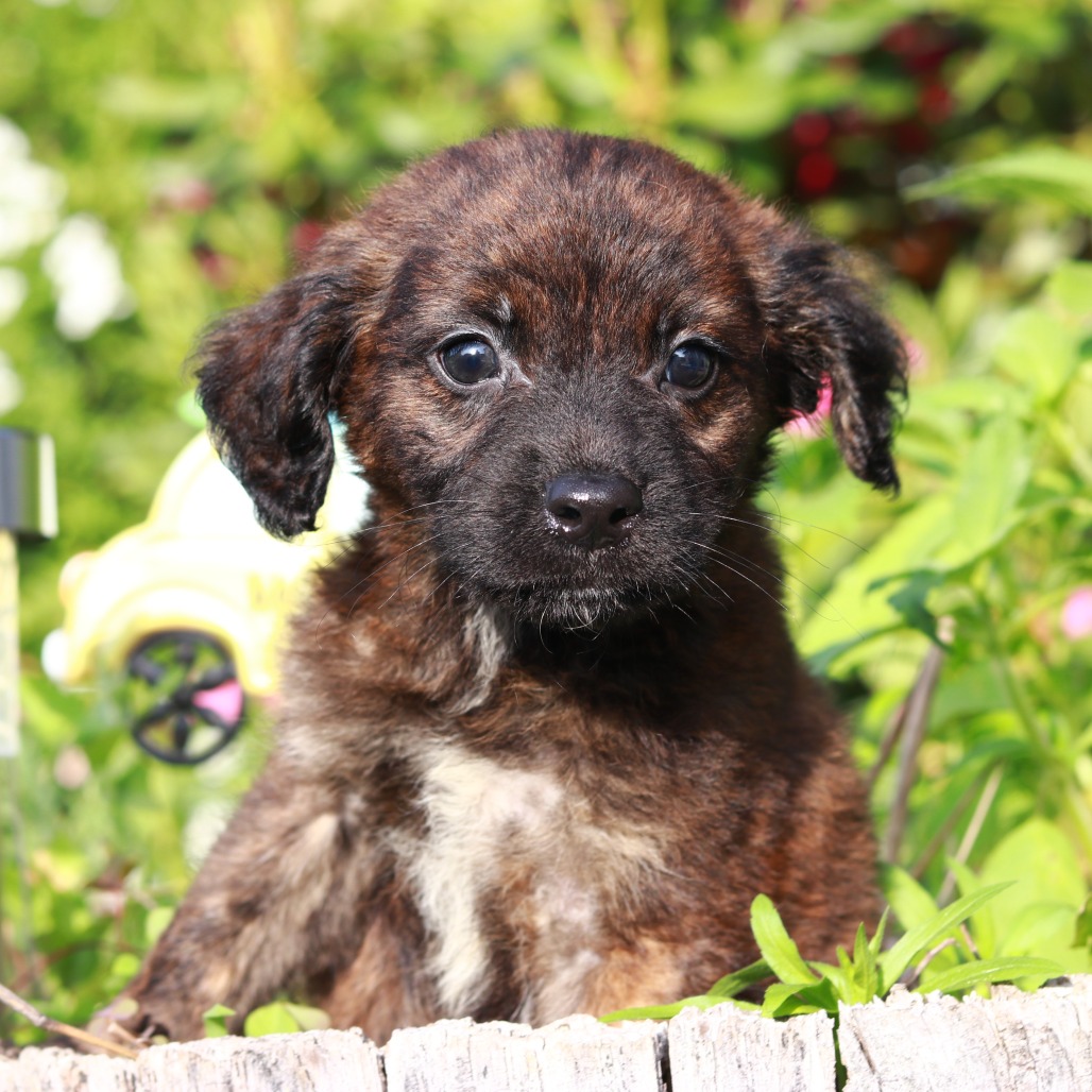 CT Leo avail Jun 13 (Four Town Craft Fair- Somers, CT)