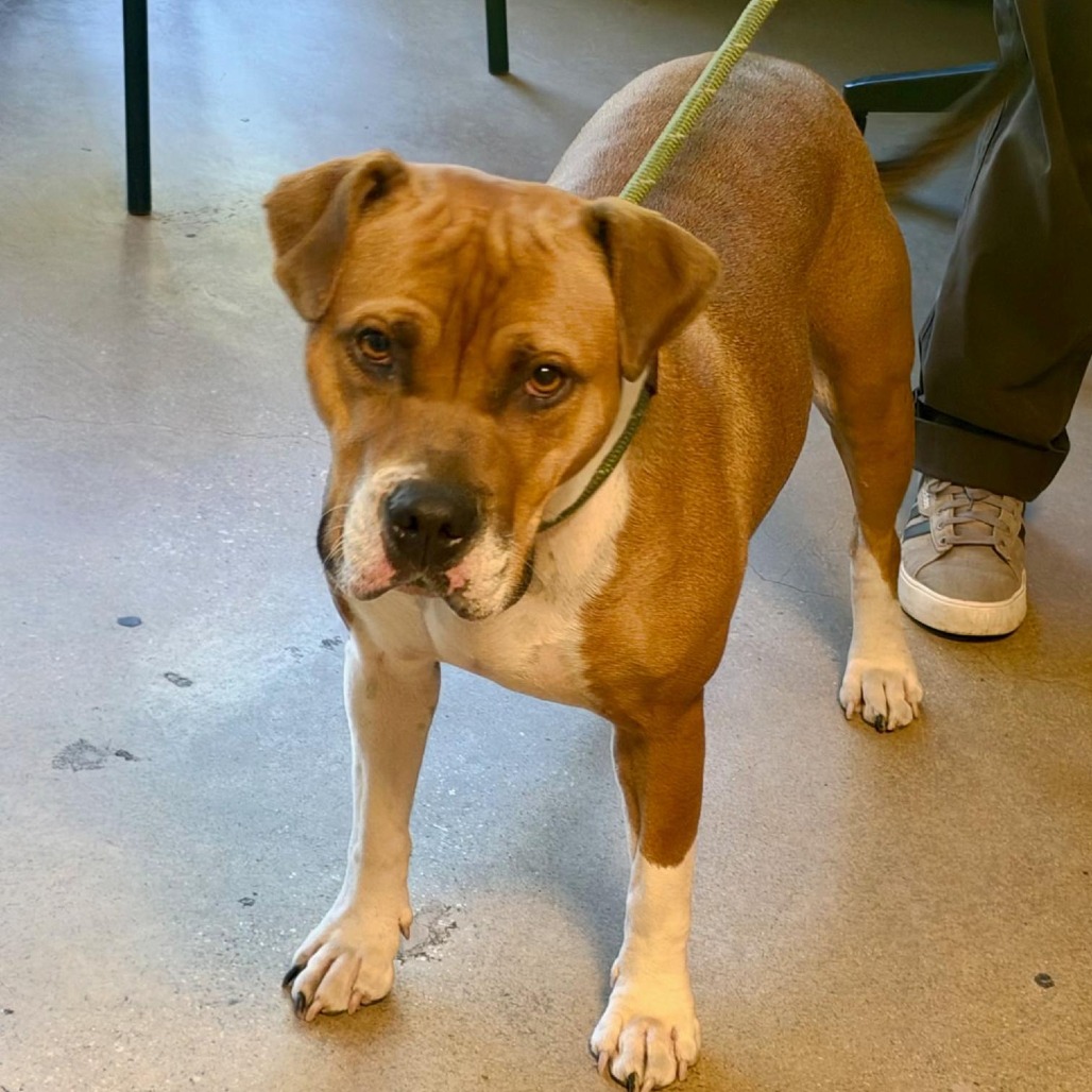 HANDSOME B. CHARMING - Terrier, American Staffordshire / Mix available for adoption