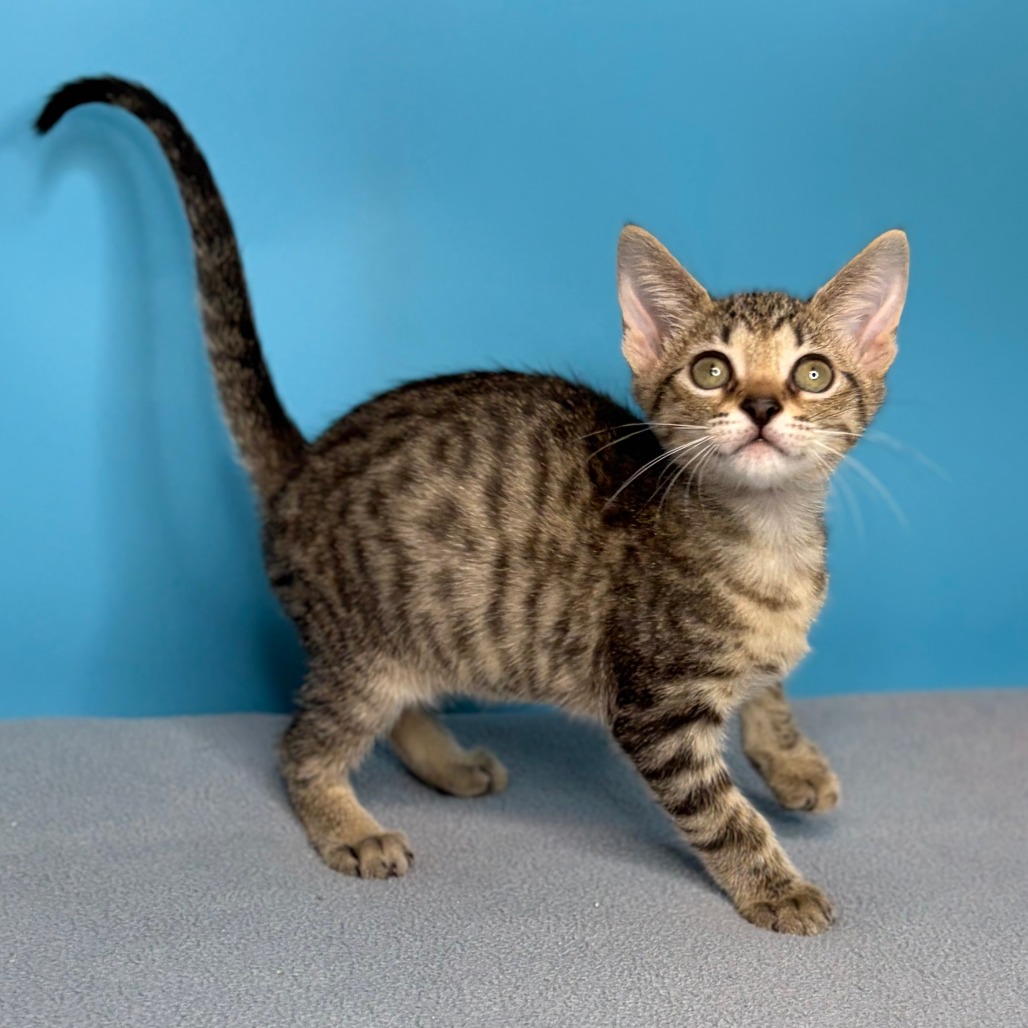 APRIL - Domestic Shorthair available for adoption