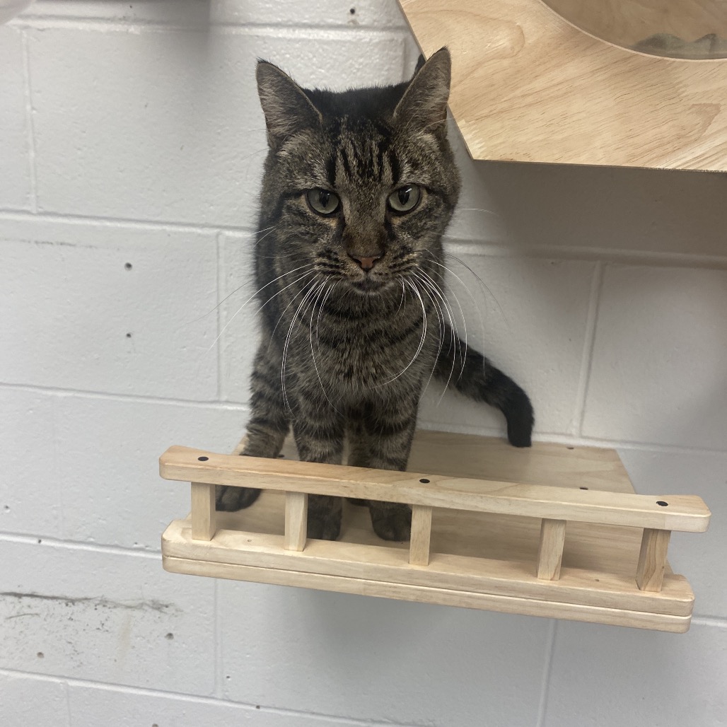 Klaus — thumbnail 2