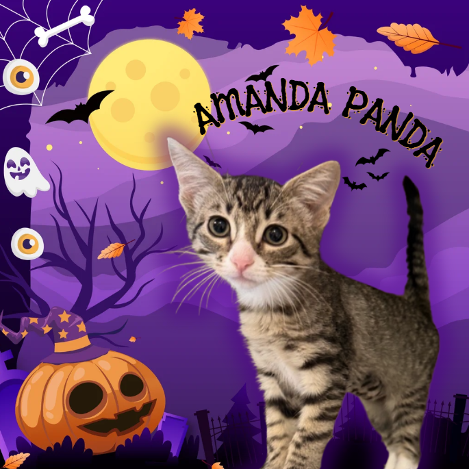 AMANDA PANDA - Domestic Shorthair available for adoption