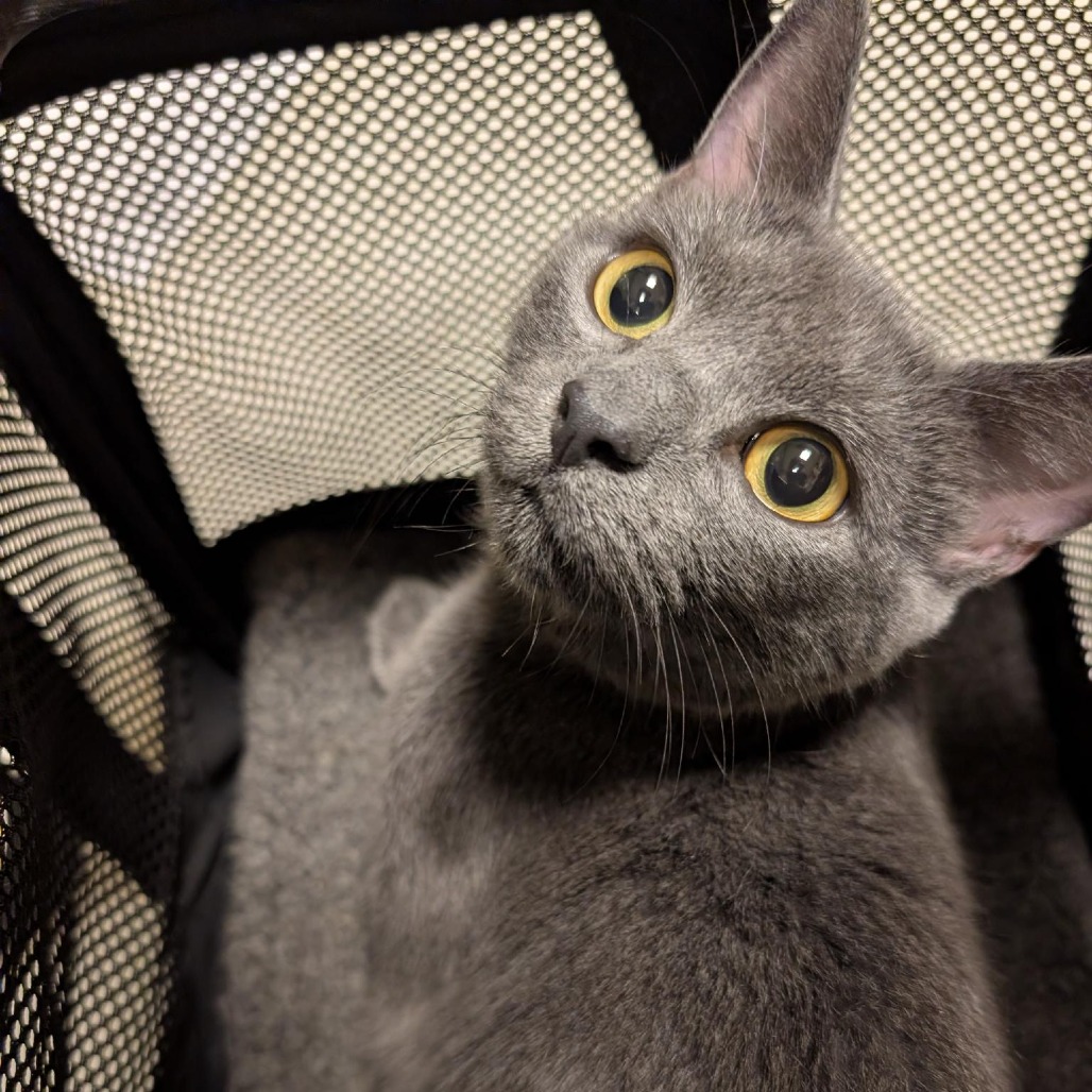 DARLING DAISY - Domestic Shorthair available for adoption
