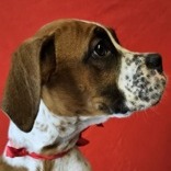 Maggie