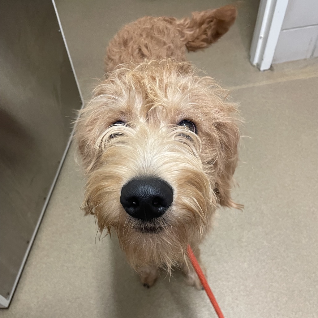 Bowie — thumbnail 5