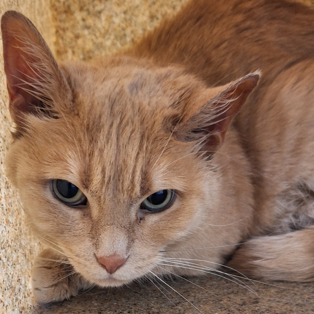 Kucing Colonel Colonel is available for adoption at ACCT Philly