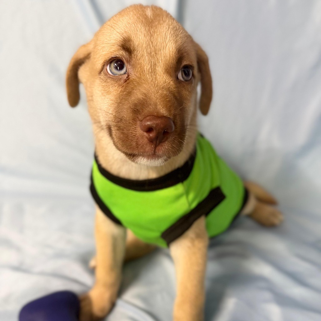 SUMMER - Retriever, Labrador / Mix available for adoption