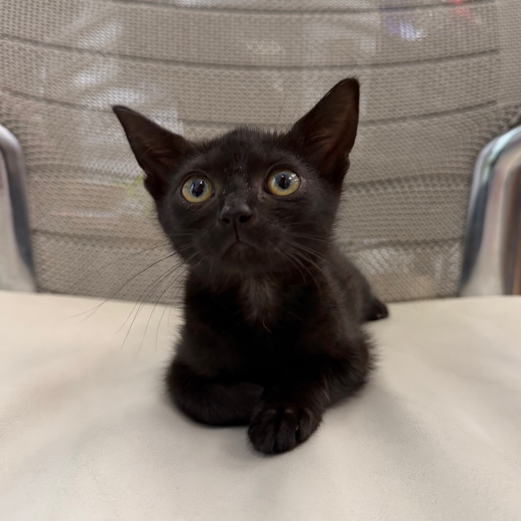 DEANESE - Domestic Shorthair available for adoption