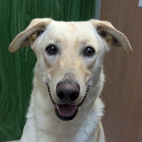BENJI - Retriever, Yellow Labrador / Mix available for adoption