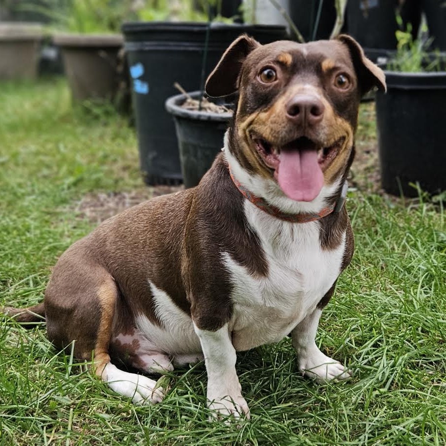 ZIGGY (BONDED WITH MAGNUS) - Terrier, Jack Russell / Mix available for adoption