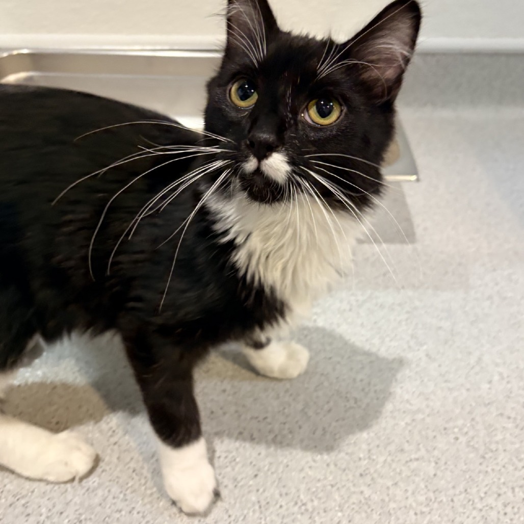 Steve — thumbnail 2