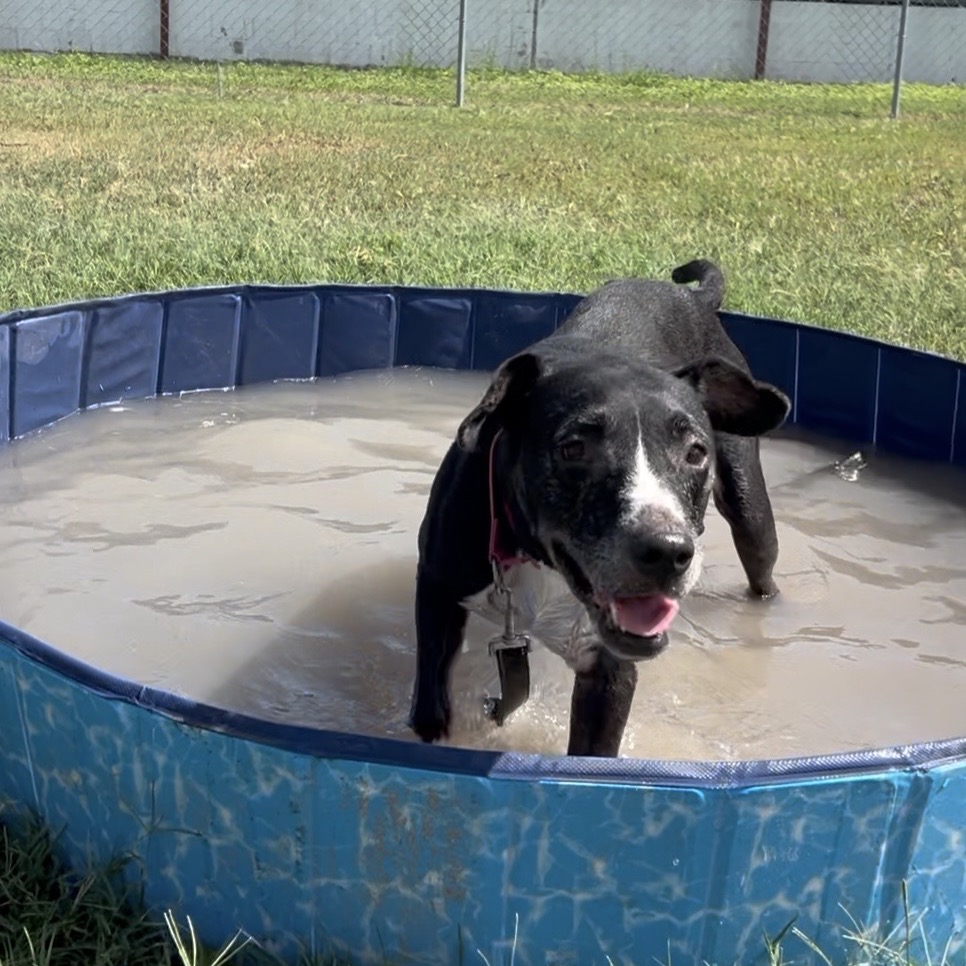 PIPPA - Terrier / Pit Bull available for adoption