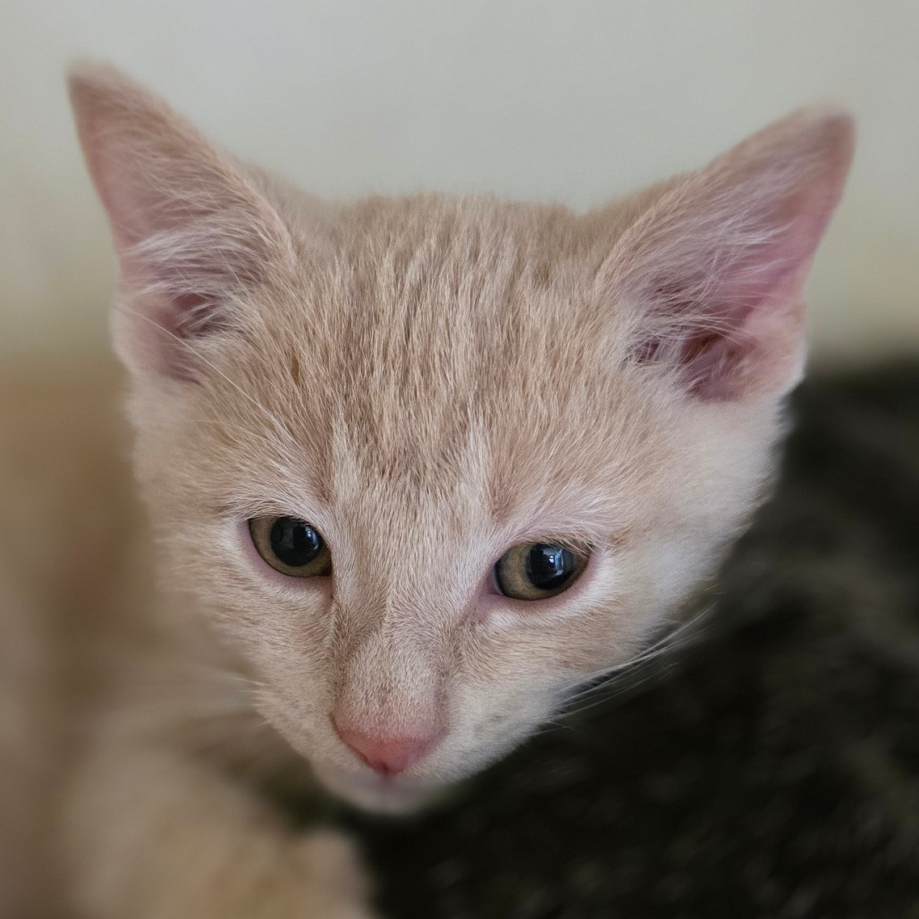 Theodore