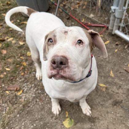 Bella — thumbnail 9