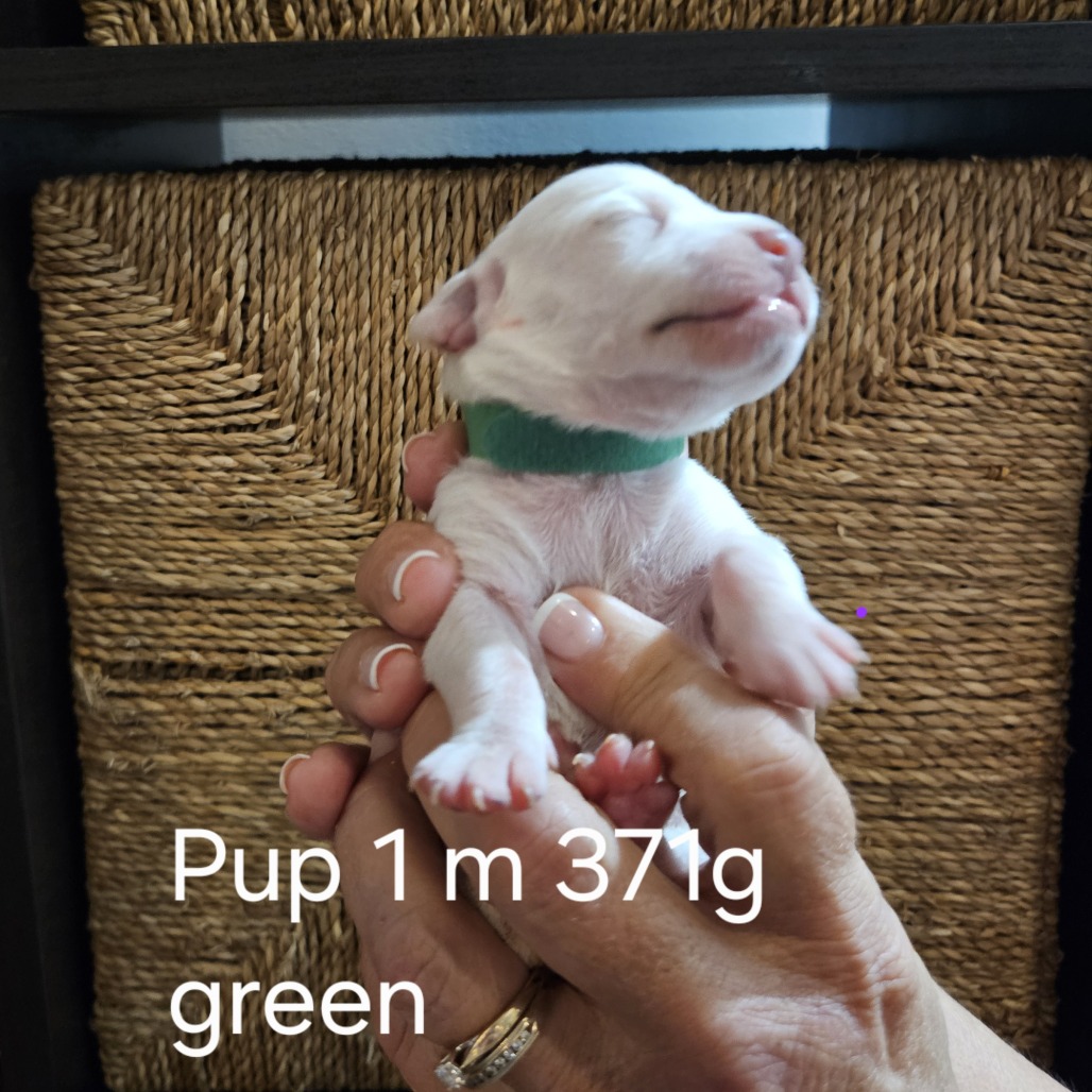Pippi Pup Saga, photo 2