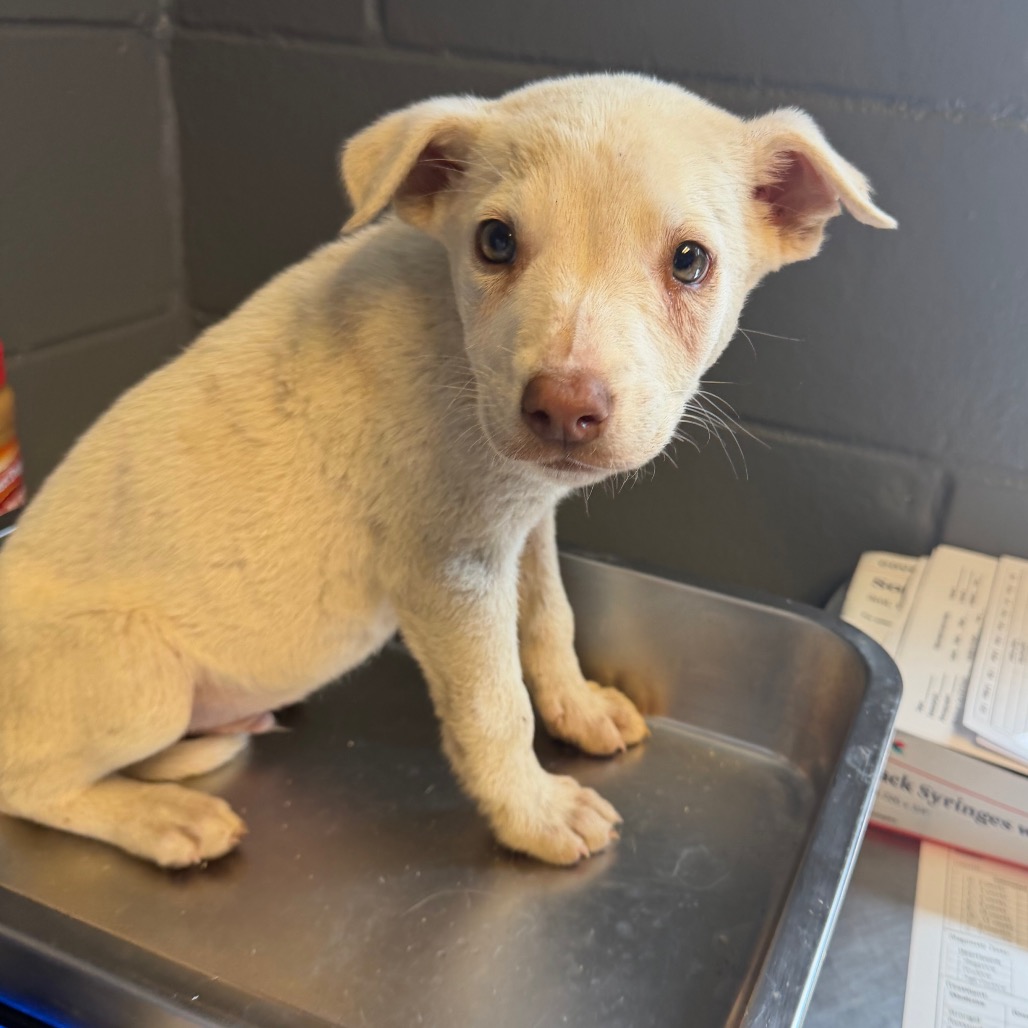 Tusc Stray 84246 2 3