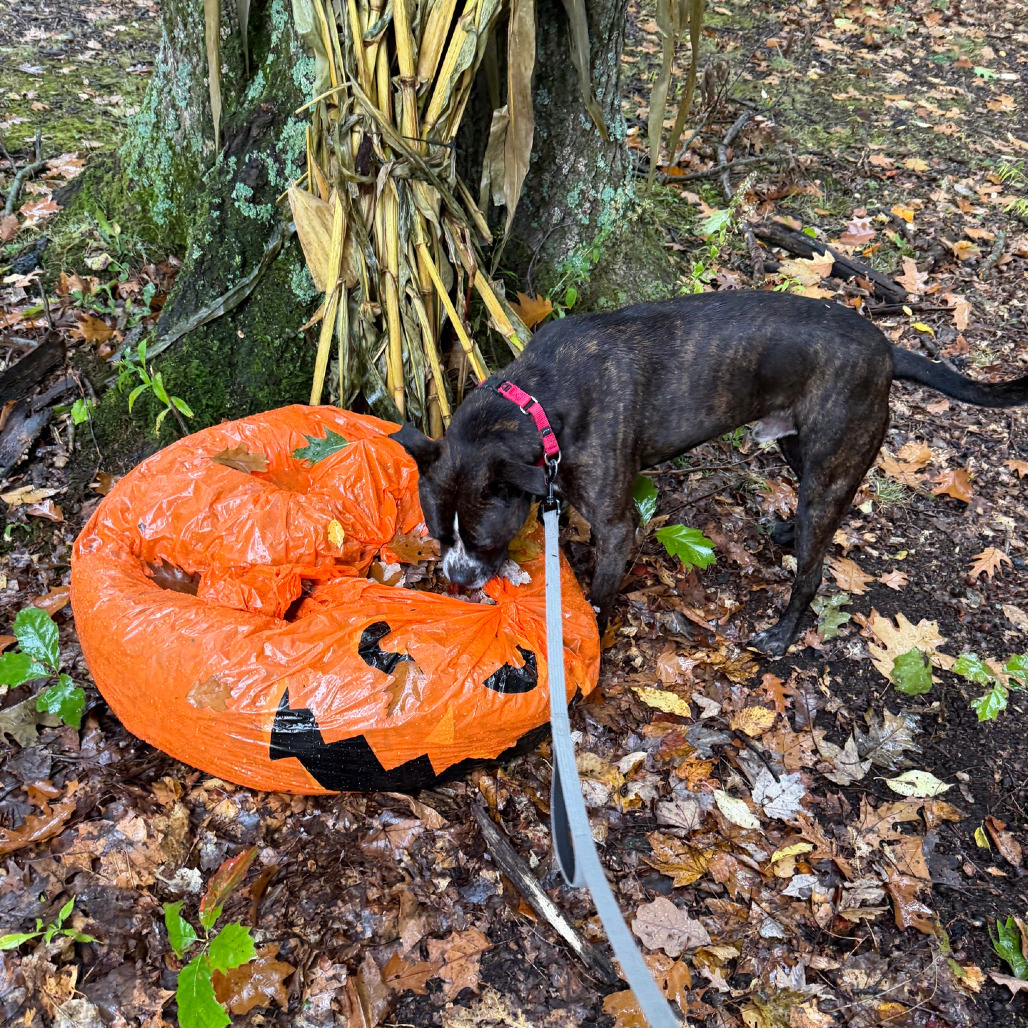 Gage, photo 35