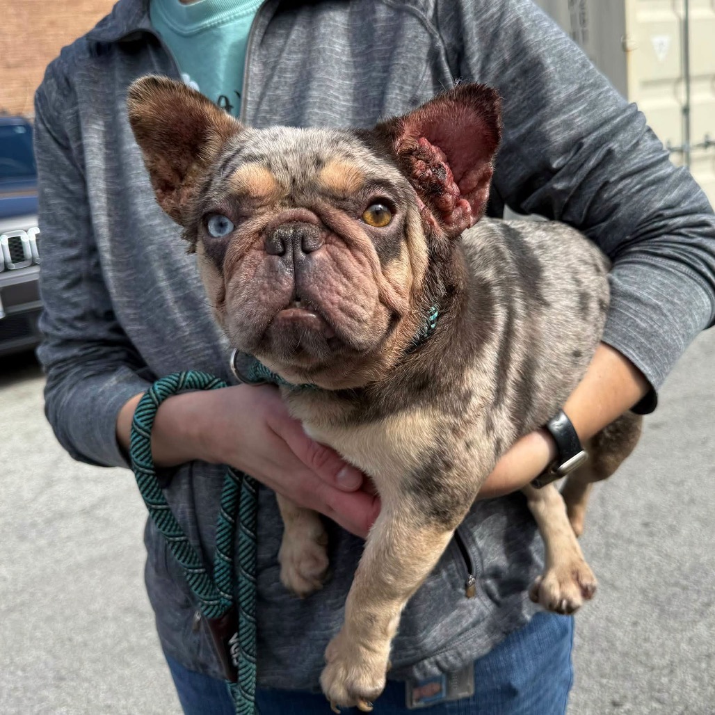 French Bulldog