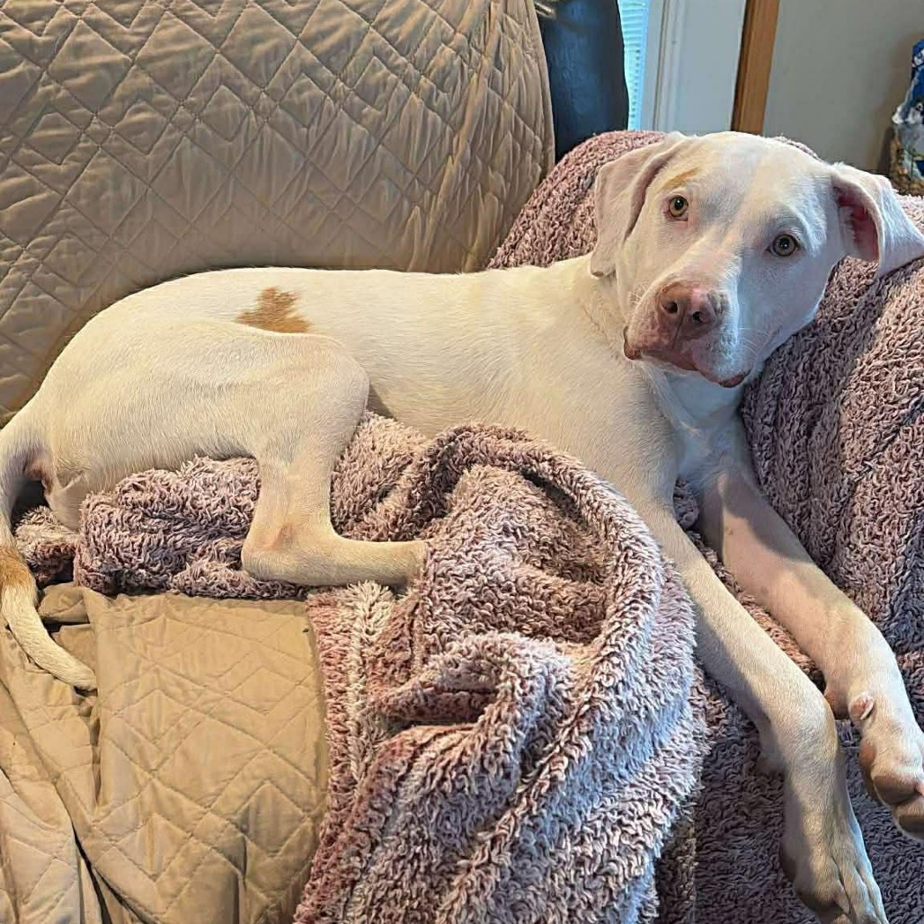 Sully Rescue Sully is available for adoption at Rescue Network