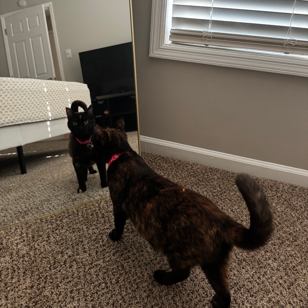 MARI - Domestic Shorthair available for adoption
