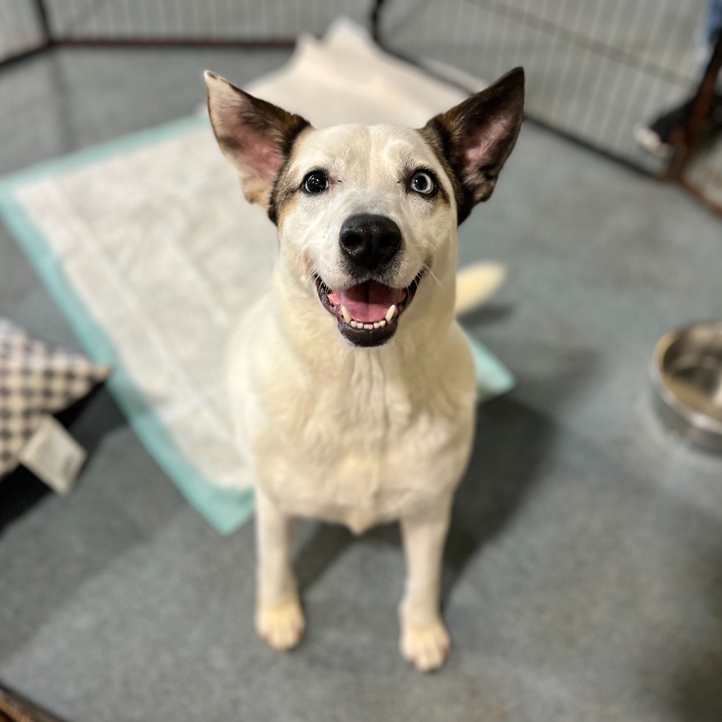 Carrie, available for adoption at PVAS