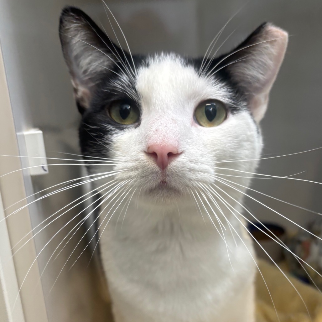 Cai - Domestic Shorthair