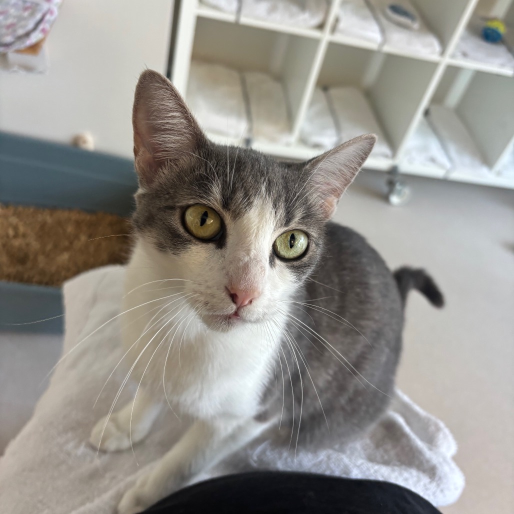Laguna - Domestic Shorthair