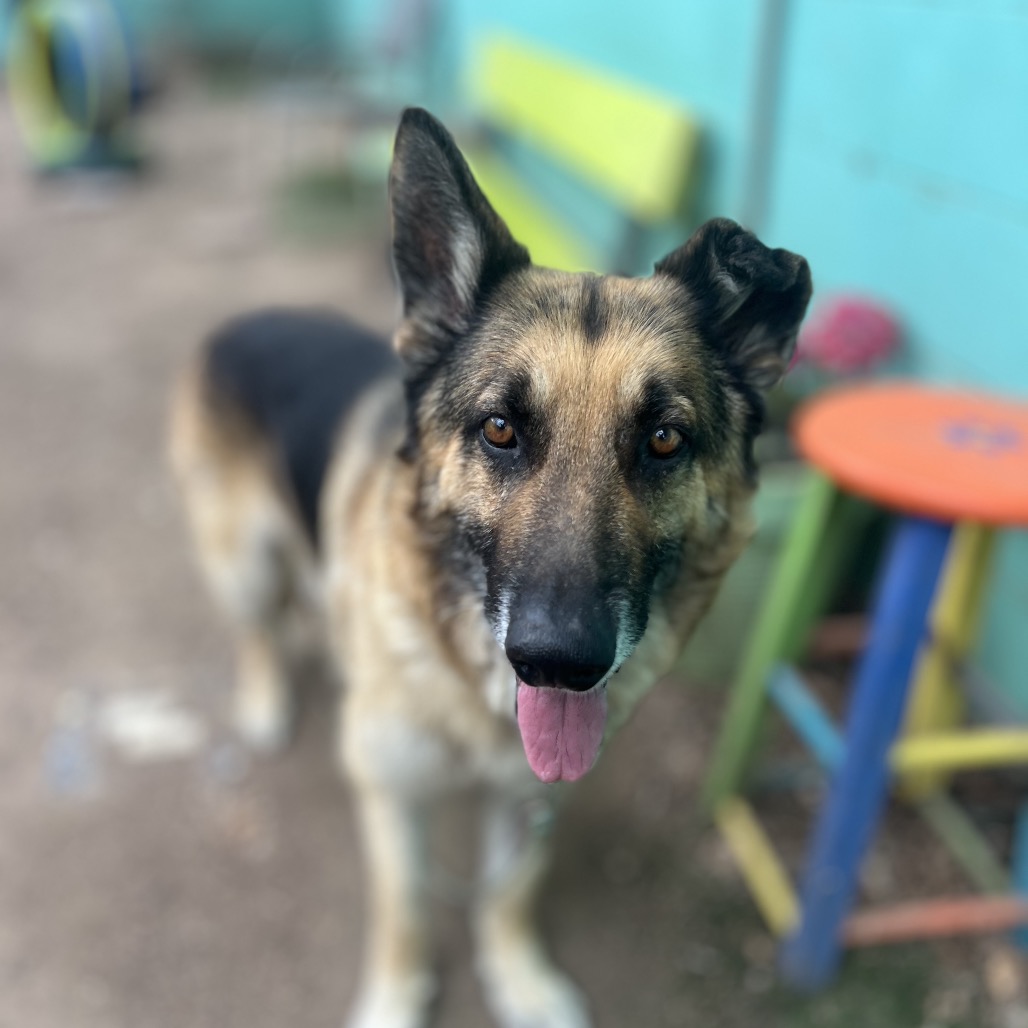 Aslan — thumbnail 8