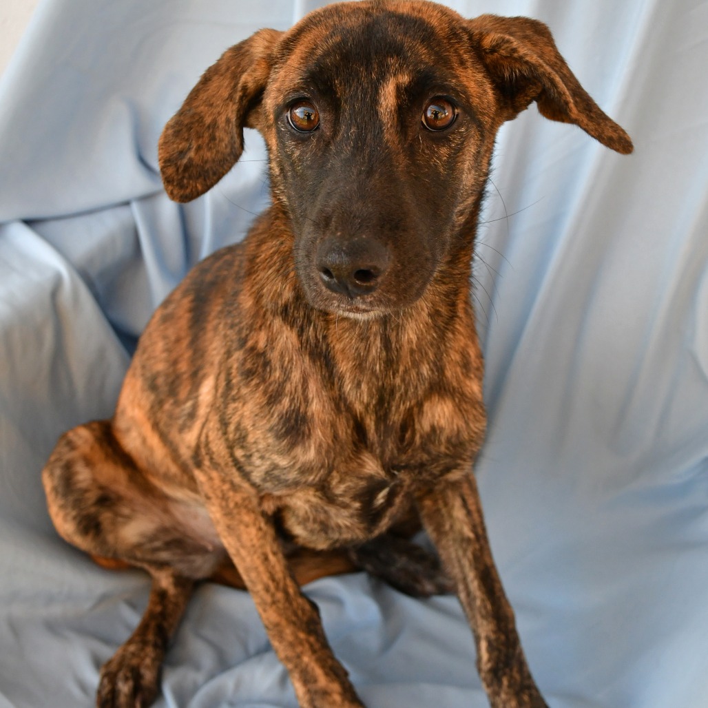 GRETCHEN WIENERS - Shepherd available for adoption