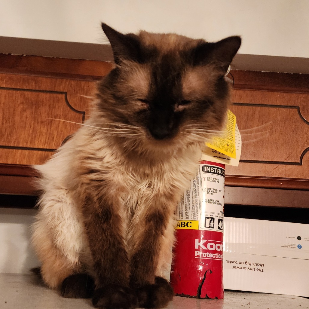 Jack, an adoptable cat