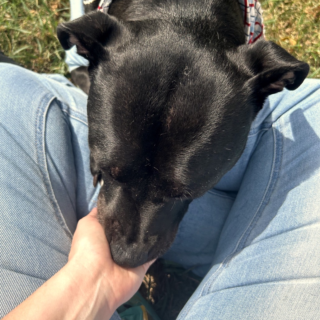 Bowser, photo 53